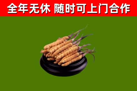 厦门市烟酒回收冬虫夏草.jpg